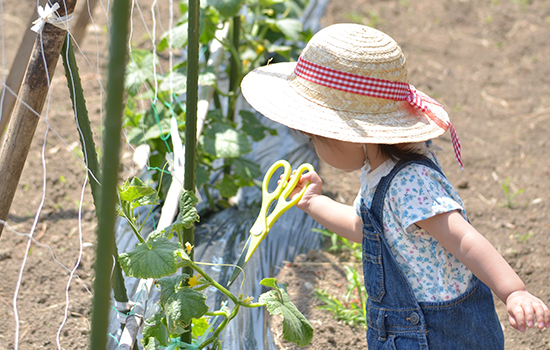 夏野菜収穫体験＆庭遊び